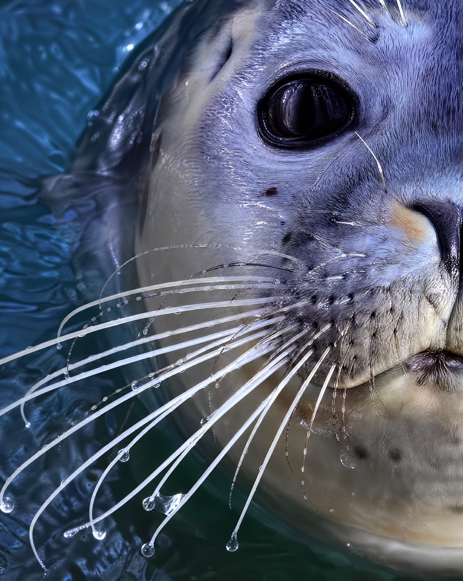 Seal Island project